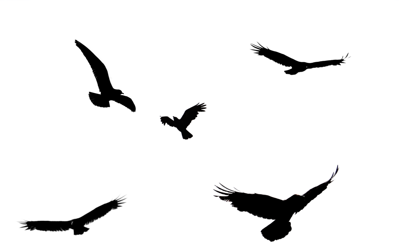 Flock of Birds Illustration